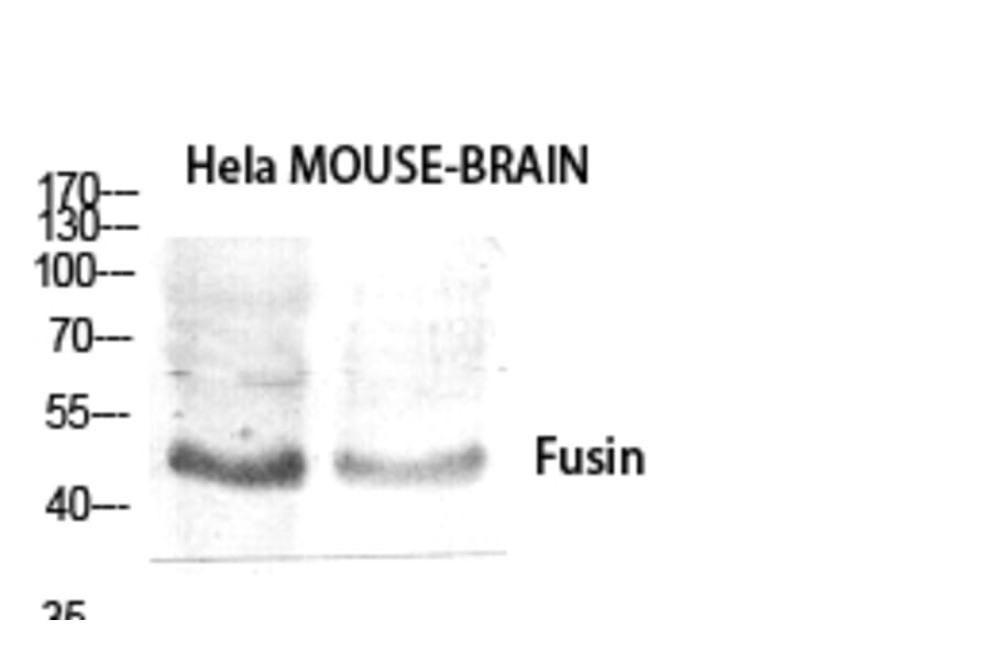 Western blot - Fusin Polyclonal Antibody from Signalway Antibody (40942) - Antibodies.com