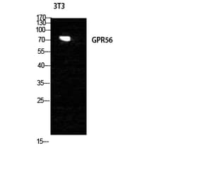 Western blot - GPR56 Polyclonal Antibody from Signalway Antibody (40984) - Antibodies.com