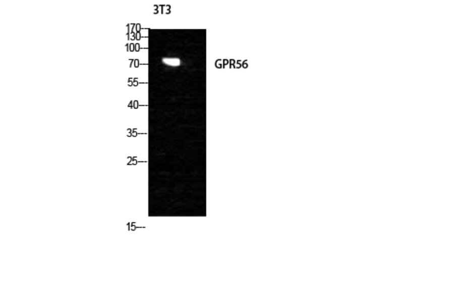 Western blot - GPR56 Polyclonal Antibody from Signalway Antibody (40984) - Antibodies.com