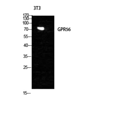 Western blot - GPR56 Polyclonal Antibody from Signalway Antibody (40984) - Antibodies.com
