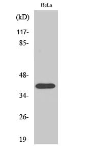 Western Blot analysis of HuvEc cells using P2RY8 Polyclonal Antibody