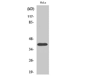 Western blot - P2RY8 Polyclonal Antibody from Signalway Antibody (41301) - Antibodies.com