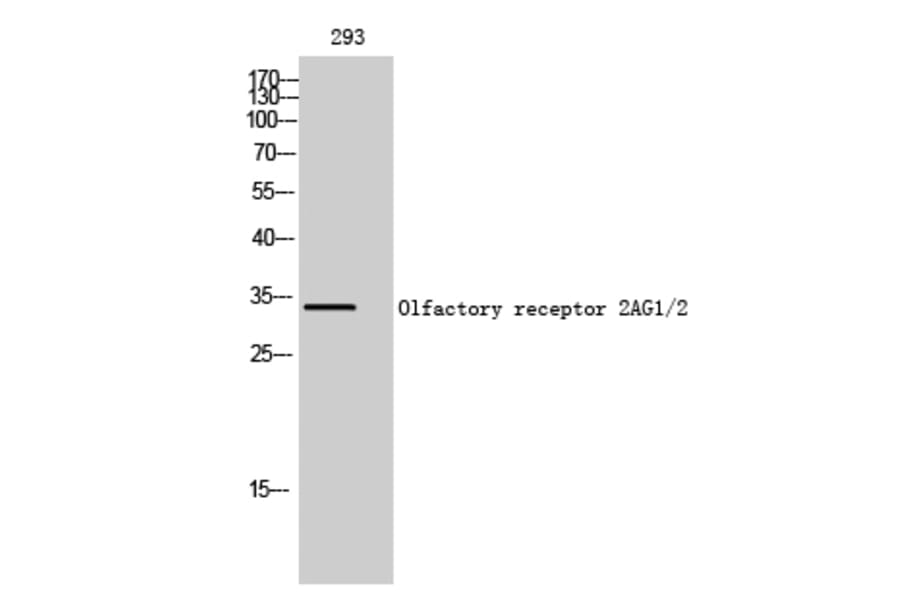 Western blot - Olfactory receptor 2AG1/2 Polyclonal Antibody from Signalway Antibody (41268) - Antibodies.com