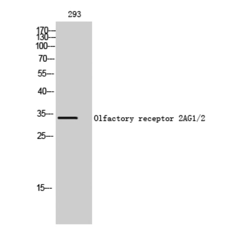 Western blot - Olfactory receptor 2AG1/2 Polyclonal Antibody from Signalway Antibody (41268) - Antibodies.com