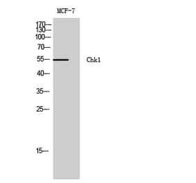 Western blot - Chk1 Polyclonal Antibody from Signalway Antibody (40739) - Antibodies.com