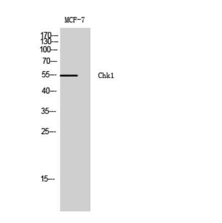 Western blot - Chk1 Polyclonal Antibody from Signalway Antibody (40739) - Antibodies.com