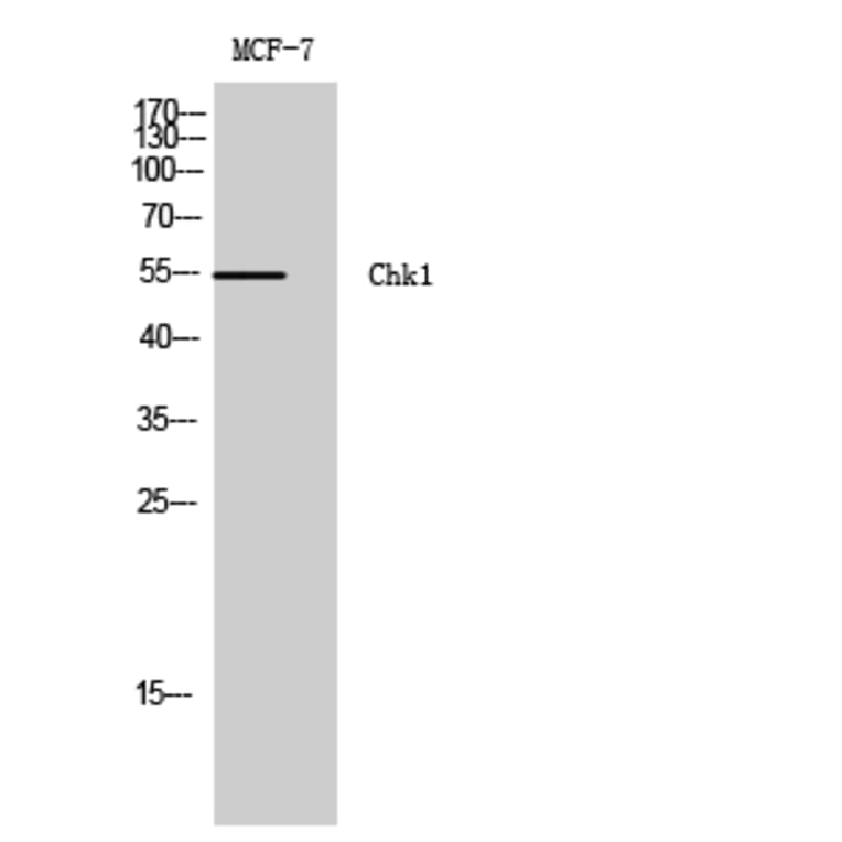 Western blot - Chk1 Polyclonal Antibody from Signalway Antibody (40739) - Antibodies.com