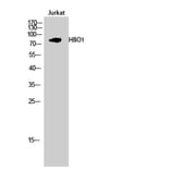 Western blot - HBO1 Polyclonal Antibody from Signalway Antibody (40993) - Antibodies.com