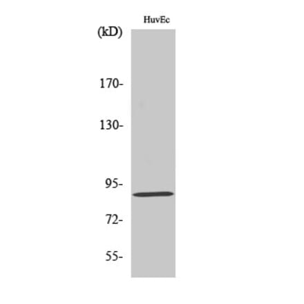 Western blot - LGR6 Polyclonal Antibody from Signalway Antibody (41106) - Antibodies.com