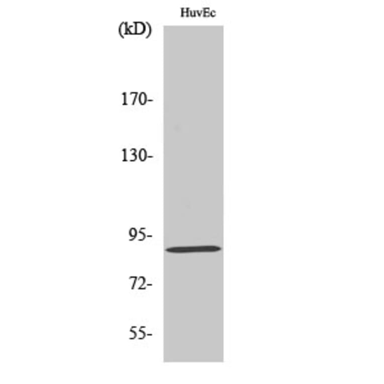 Western blot - LGR6 Polyclonal Antibody from Signalway Antibody (41106) - Antibodies.com