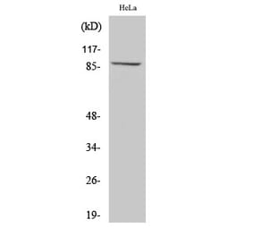 Western blot - MLTK Polyclonal Antibody from Signalway Antibody (41151) - Antibodies.com