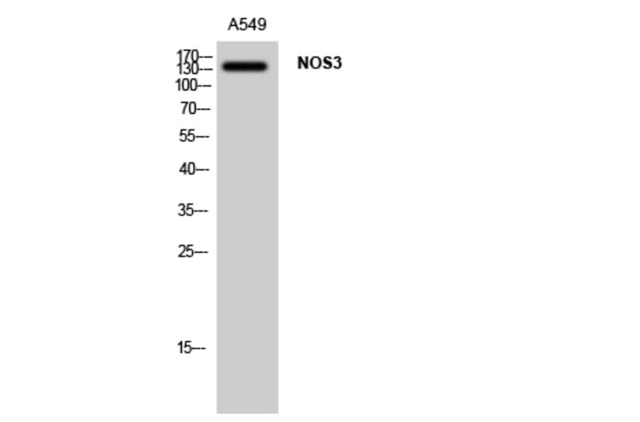 Western blot - NOS3 Polyclonal Antibody from Signalway Antibody (41252) - Antibodies.com