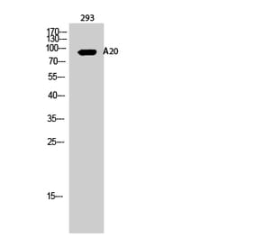 Western blot - A20 Polyclonal Antibody from Signalway Antibody (40531) - Antibodies.com