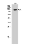 Western blot - A20 Polyclonal Antibody from Signalway Antibody (40531) - Antibodies.com