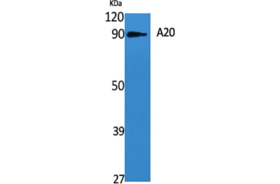 Western blot - A20 Polyclonal Antibody from Signalway Antibody (40531) - Antibodies.com