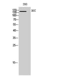Western blot - DCC Polyclonal Antibody from Signalway Antibody (40835) - Antibodies.com