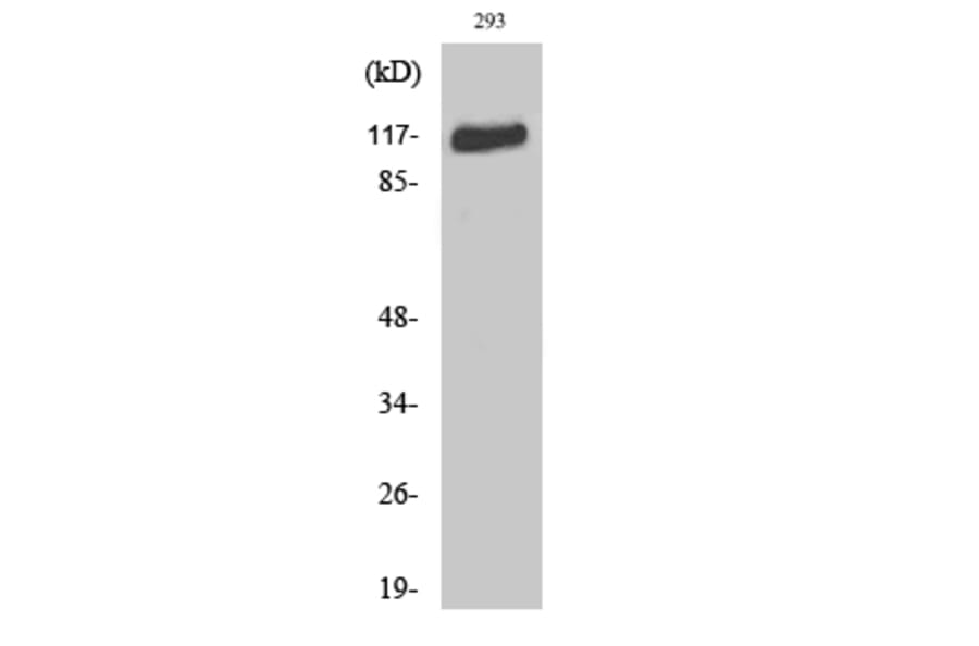 Western blot - Flg Polyclonal Antibody from Signalway Antibody (40928) - Antibodies.com