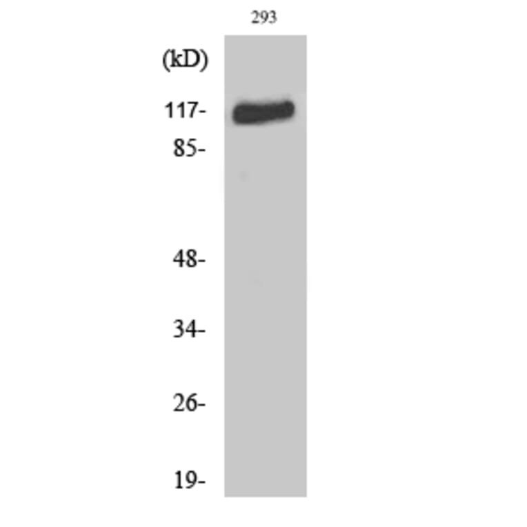 Western blot - Flg Polyclonal Antibody from Signalway Antibody (40928) - Antibodies.com