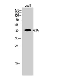 Western blot - G2A Polyclonal Antibody from Signalway Antibody (40944) - Antibodies.com