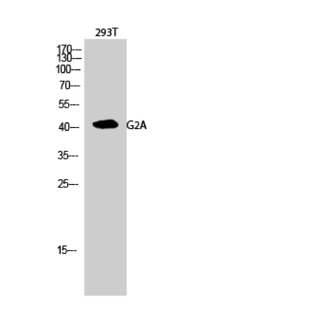 Western blot - G2A Polyclonal Antibody from Signalway Antibody (40944) - Antibodies.com