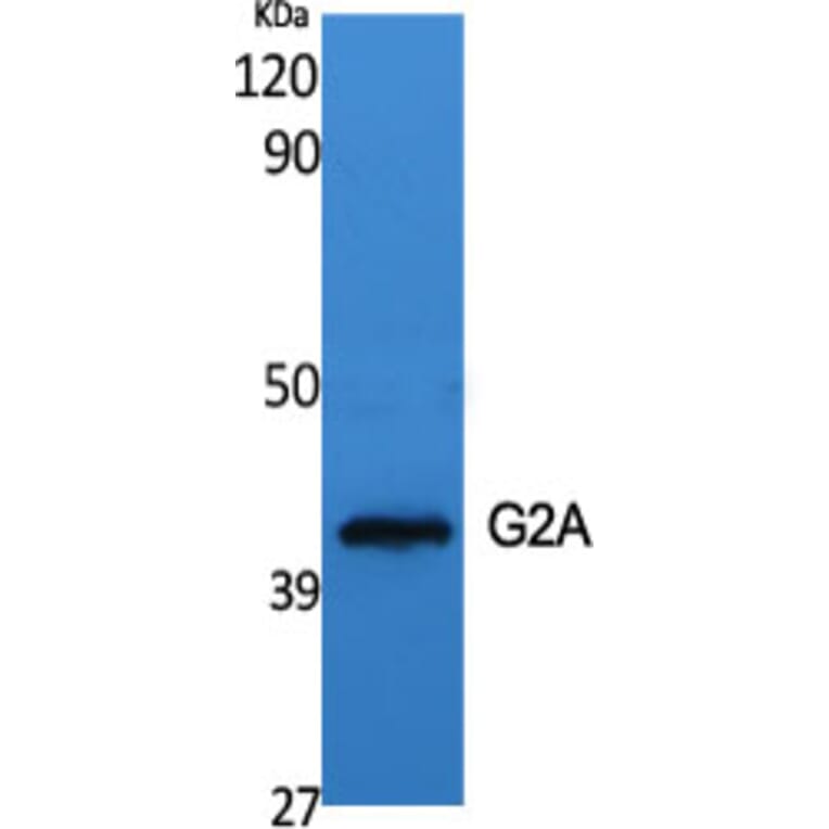 Western blot - G2A Polyclonal Antibody from Signalway Antibody (40944) - Antibodies.com