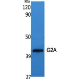 Western blot - G2A Polyclonal Antibody from Signalway Antibody (40944) - Antibodies.com