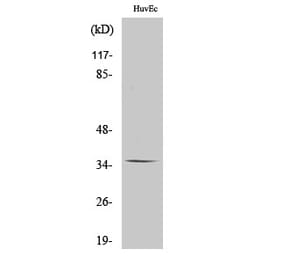 Western blot - Olfactory receptor 11G2 Polyclonal Antibody from Signalway Antibody (41266) - Antibodies.com