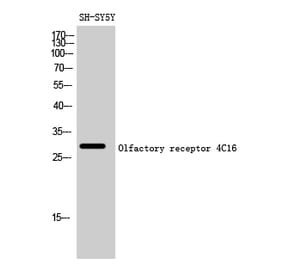Western blot - Olfactory receptor 4C16 Polyclonal Antibody from Signalway Antibody (41271) - Antibodies.com