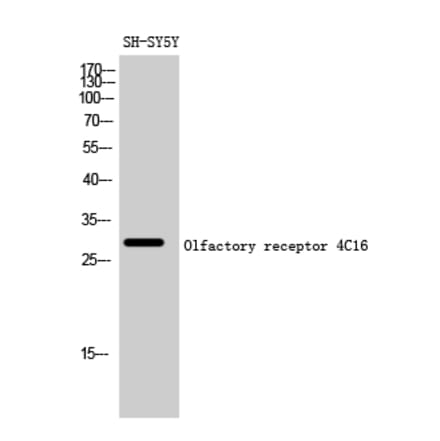 Western blot - Olfactory receptor 4C16 Polyclonal Antibody from Signalway Antibody (41271) - Antibodies.com