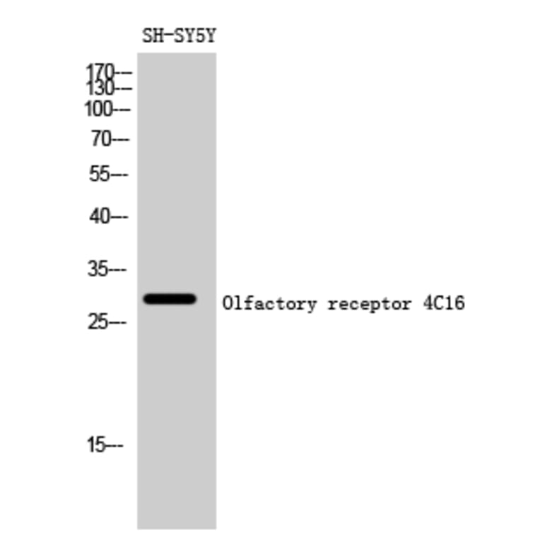 Western blot - Olfactory receptor 4C16 Polyclonal Antibody from Signalway Antibody (41271) - Antibodies.com