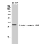 Western blot - Olfactory receptor 4C16 Polyclonal Antibody from Signalway Antibody (41271) - Antibodies.com