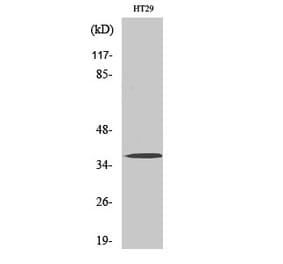 Western blot - Olfactory receptor 51B2 Polyclonal Antibody from Signalway Antibody (41276) - Antibodies.com