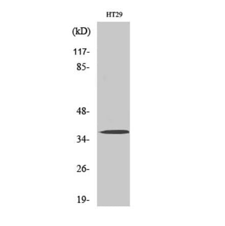 Western blot - Olfactory receptor 51B2 Polyclonal Antibody from Signalway Antibody (41276) - Antibodies.com