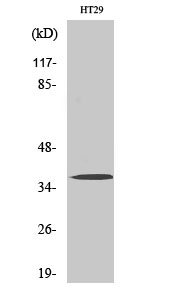 Western blot - Olfactory receptor 51B2 Polyclonal Antibody from Signalway Antibody (41276) - Antibodies.com