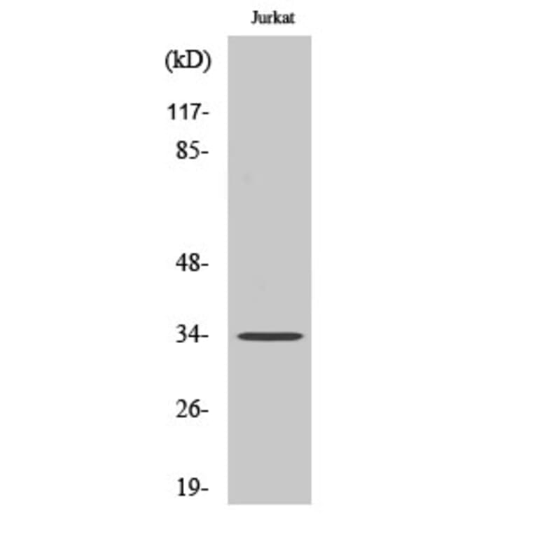 Western blot - Olfactory receptor 4D1 Polyclonal Antibody from Signalway Antibody (41272) - Antibodies.com