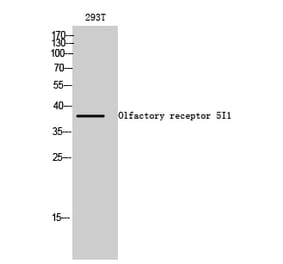 Western blot - Olfactory receptor 5I1 Polyclonal Antibody from Signalway Antibody (41281) - Antibodies.com
