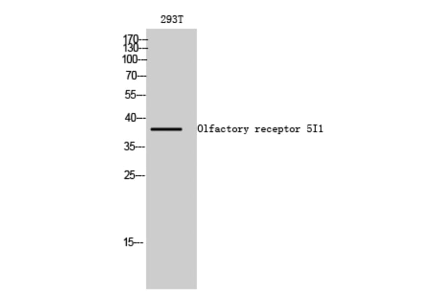 Western blot - Olfactory receptor 5I1 Polyclonal Antibody from Signalway Antibody (41281) - Antibodies.com