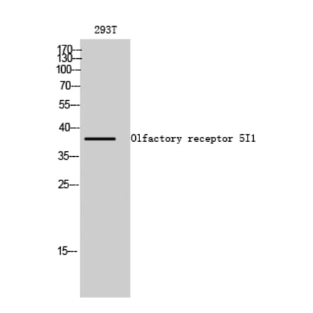 Western blot - Olfactory receptor 5I1 Polyclonal Antibody from Signalway Antibody (41281) - Antibodies.com