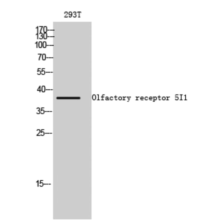 Western blot - Olfactory receptor 5I1 Polyclonal Antibody from Signalway Antibody (41281) - Antibodies.com