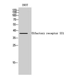 Western blot - Olfactory receptor 5I1 Polyclonal Antibody from Signalway Antibody (41281) - Antibodies.com