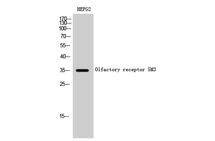 Western blot - Olfactory receptor 5M3 Polyclonal Antibody from Signalway Antibody (41282) - Antibodies.com