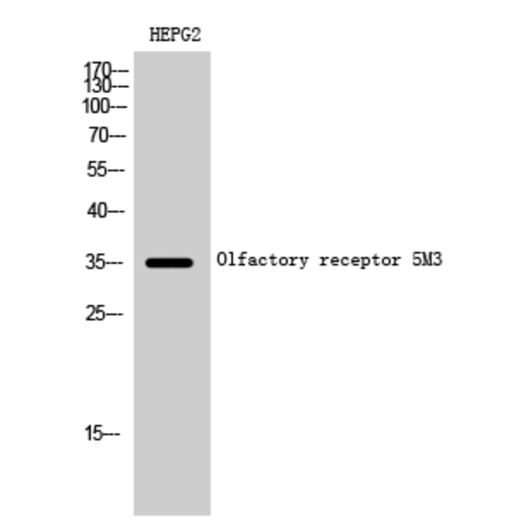 Western blot - Olfactory receptor 5M3 Polyclonal Antibody from Signalway Antibody (41282) - Antibodies.com
