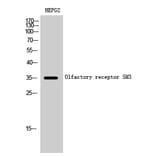 Western blot - Olfactory receptor 5M3 Polyclonal Antibody from Signalway Antibody (41282) - Antibodies.com