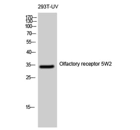 Western blot - Olfactory receptor 5W2 Polyclonal Antibody from Signalway Antibody (41283) - Antibodies.com