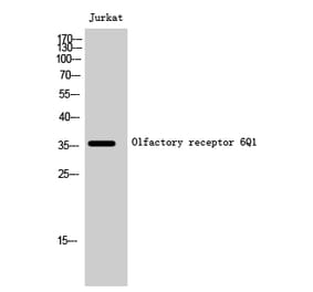 Western blot - Olfactory receptor 6Q1 Polyclonal Antibody from Signalway Antibody (41284) - Antibodies.com