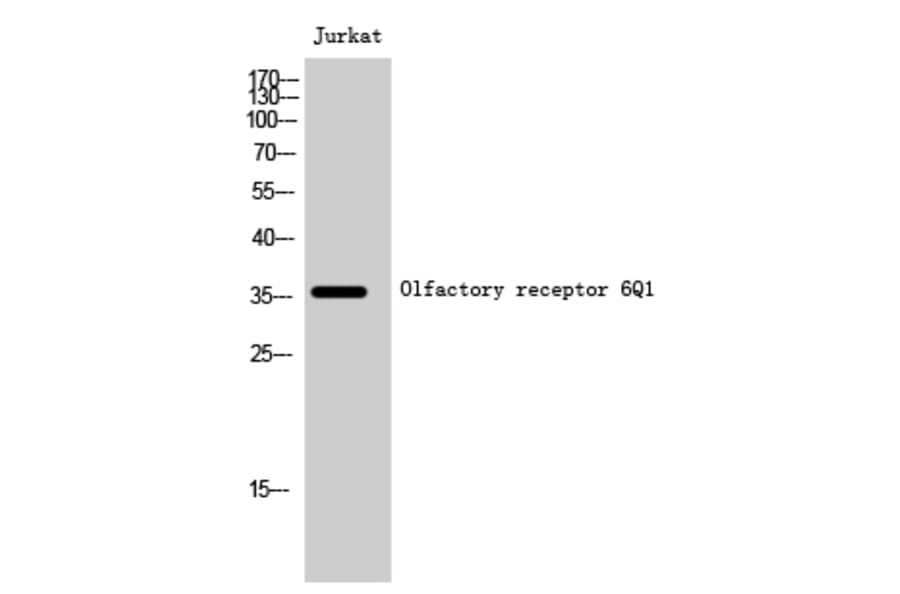 Western blot - Olfactory receptor 6Q1 Polyclonal Antibody from Signalway Antibody (41284) - Antibodies.com