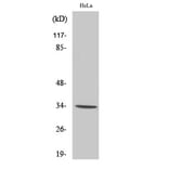 Western blot - Olfactory receptor 7C1 Polyclonal Antibody from Signalway Antibody (41285) - Antibodies.com