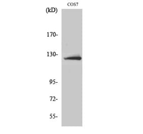 Western blot - ATP-citrate synthase Polyclonal Antibody from Signalway Antibody (40630) - Antibodies.com