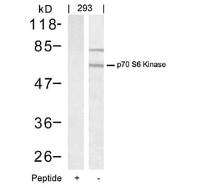 Western blot - p70 S6 Kinase (Ab-389) Antibody from Signalway Antibody (21182) - Antibodies.com