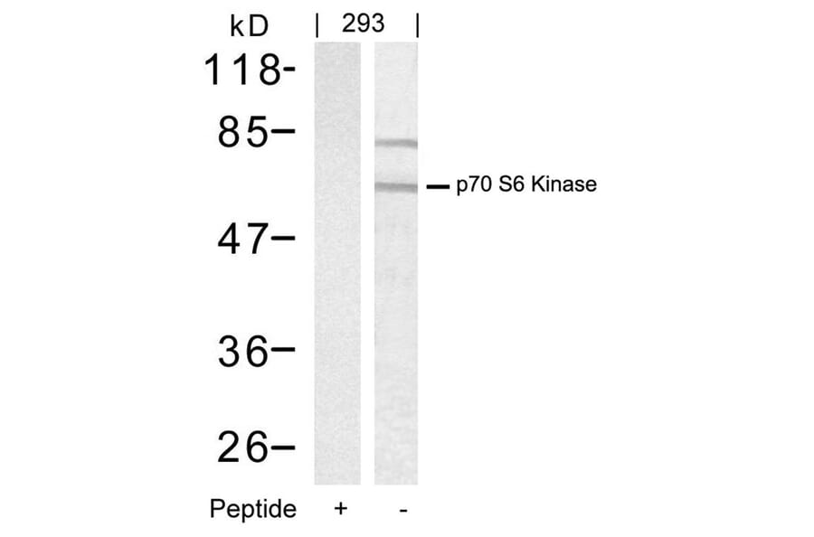 Western blot - p70 S6 Kinase (Ab-389) Antibody from Signalway Antibody (21182) - Antibodies.com
